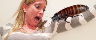 Fear of cockroaches