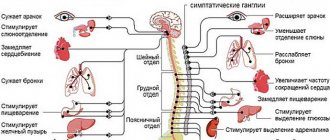 What happens in the body during the progression of vegetative-vascular dystonia