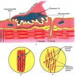 Physiology of neuromuscular tissue