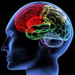 Функции коры головного мозга — в чем они заключаются