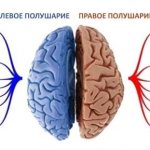 The left hemisphere of the brain responds