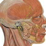 human facial nerve structure, functions and problems