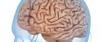Мозг человека
