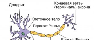 Neuron, structure, types, neural connections of the brain, neuron as a structural and functional unit of the central nervous system, physiological properties of afferent neurons