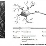 Нейронные сети и поток импульсов