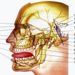 Неврит лицевого нерва: опасен своими последствиями