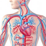 Features of blood circulation regulation