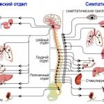 Peripheral nervous system briefly