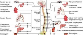 Периферическая нервная система кратко