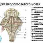 Medulla oblongata: basic structure and functioning