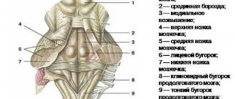 Medulla oblongata: basic structure and functioning