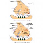 Работа ингибитора МАО (норадренергический синапс)