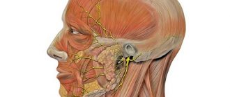 Location of the facial nerve