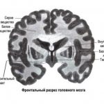 Серое и белое вещество головного мозга