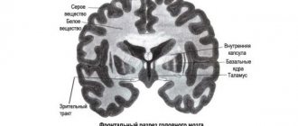 Gray and white matter of the brain