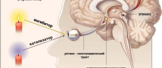 Diagram of how the pineal gland works at night