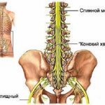 Spinal cord. Author24 - online exchange of student work 