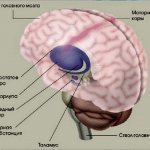 Structure of the basal ganglia of the brain
