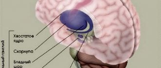 Строение базальный ядер головного мозга