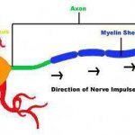 Structure and functions of a neuron