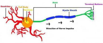 Structure and functions of a neuron