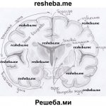 The structure of the human brain hemispheres
