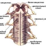 Structure of the spinal cord