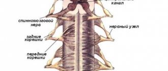 Structure of the spinal cord
