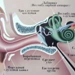 Structure of the middle ear