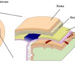 Structure of the dura mater