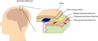 Structure of the dura mater