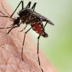 Japanese mosquito encephalitis