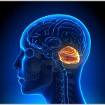 What is the cerebellum responsible for and where is it located?